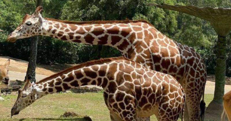 Instagram.com/taman_safari